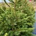 Smrek obyčajný (Picea abies) - výška 160-180 cm, kont. C25L